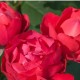 Trandafir floribund  Cherry Bonica  RN